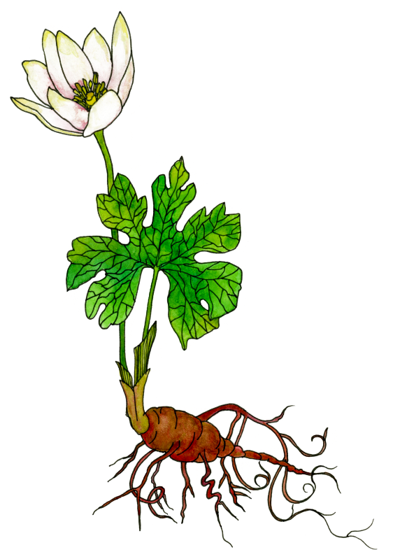 Bloodroot
