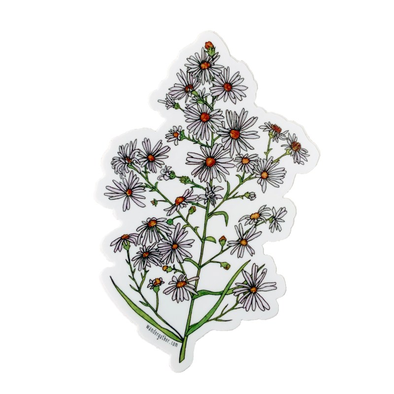 Aster wildflower vinyl sticker